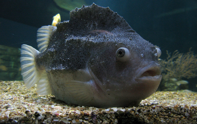 Un ejemplar de Cylopteridae en un acuario. Foto: Wikipedia